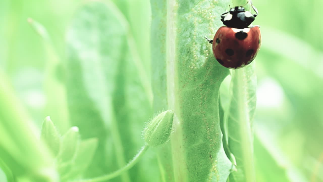 The ladybug creeps on a grass. Ladybug, animation, shooting in the spring