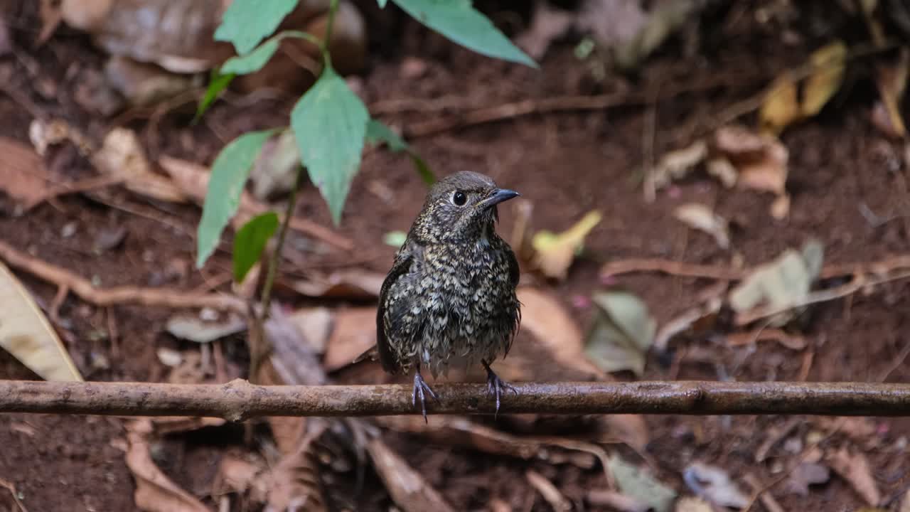 sacudiendo sus plumas para secarse mientras se encuentra en una vid, el tordo de roca de garganta blanca monticola gularis, tailandia