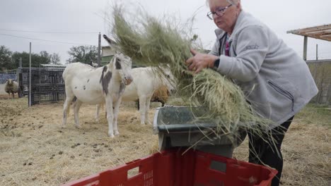 elderly woman feeding donkeys on a farm