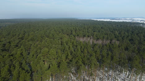 bosque verde en la tierra nevada en rakowice, cracovia, polonia