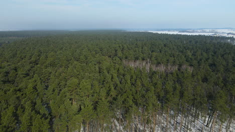 green forest on the snowy land in rakowice, krakow, poland