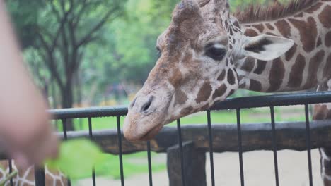 giraffe at the zoo