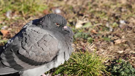 a pigeon sits calmly on the ground, blinking.