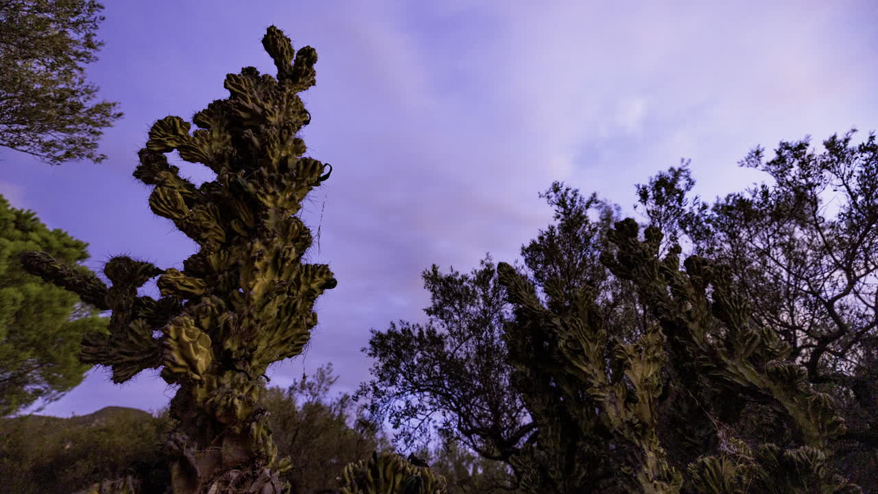Secuencia de fotos de larga exposición con cactus en primer plano en España
