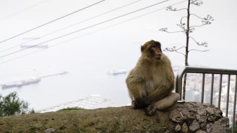 Affe-Sitzt-Auf-Einer-Felswand-Mit-Der-Seilbahn-Im-Hintergrund