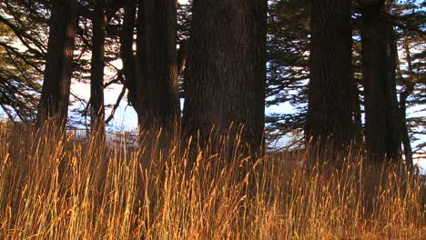 Goldene-Gräser-Wachsen-Vor-Den-Wunderschönen-Bergen-Des-Libanon