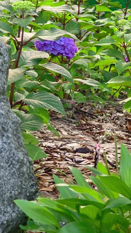 a vibrant purple hydrangea blooms among lush green leaves and mulch ground cover in a summer garden, creating a fresh and colorful scene