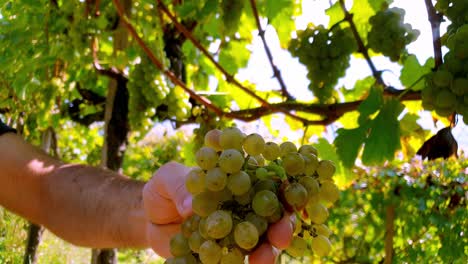 harvesting sauvignon grapes. putting grapes in a box.