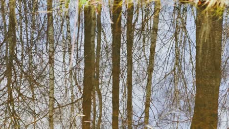 movement footage of trunks of trees are reflected in a puddle, trees stand in water in sunny day, patches of light and reflection on water, in the wood the spring begins