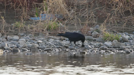 cuervo de pico grande recogiendo una roca junto al río cerca de tokio, japón durante el día - tiro estático