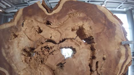 primer plano de un tronco de árbol cortado con anillos son detalles visibles