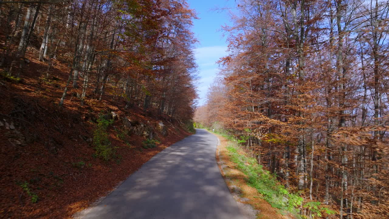 숲을 가로질러 가을의 길