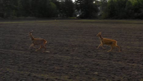 three deers running over dirt field