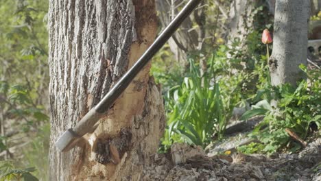columpio de hacha en cámara lenta clavado en el lado de un árbol