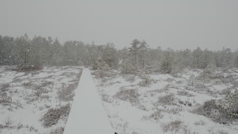 Swamp-forest-of-Lithuania-in-the-month-of-March