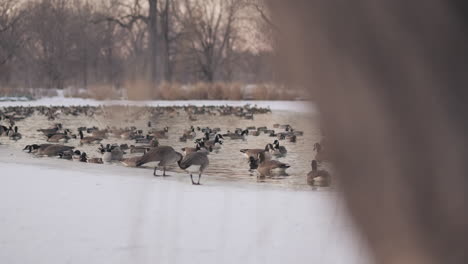 slow dolly left shot revealing flock of geese on frozen lake