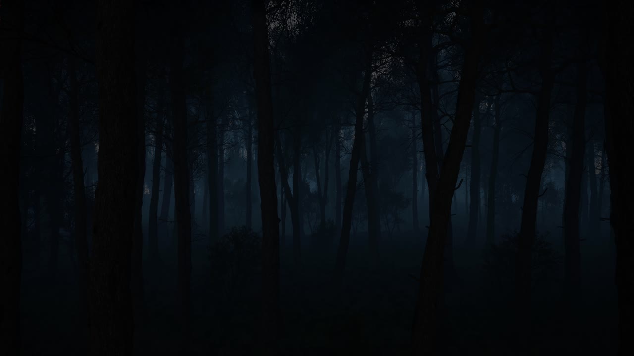 Dark and Foggy Forest at Night