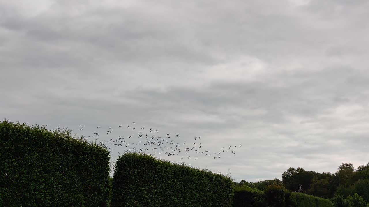 A mesmerizing aerial drone video captures a dynamic flock of birds gracefully navigating the overcast sky, soaring above vibrant green forest foliage, evoking a sense of freedom
