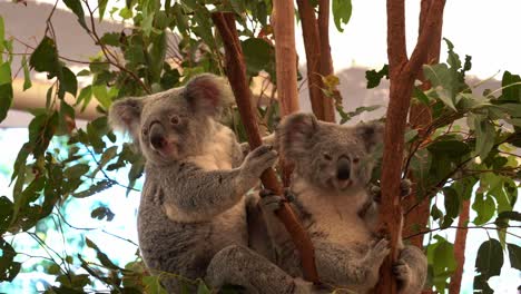 A-cute-koala-daydreaming-on-the-fork-of-the-tree,-while-another-one-climbing-down-the-tree,-close-up-shot-of-native-Australian-wildlife-species