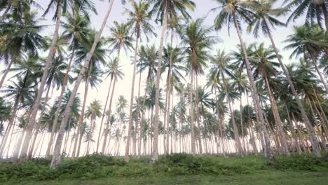 Dolly-shot-of-tall-palm-trees-with-thin-stems-seen-from-the-ground