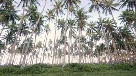 dolly shot of tall palm trees with thin stems seen from the ground