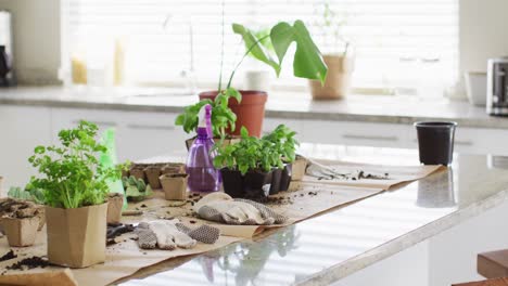 Primer-Plano-De-Equipos-De-Jardinería-Con-Guantes-Y-Plantas-En-La-Mesa-De-La-Cocina