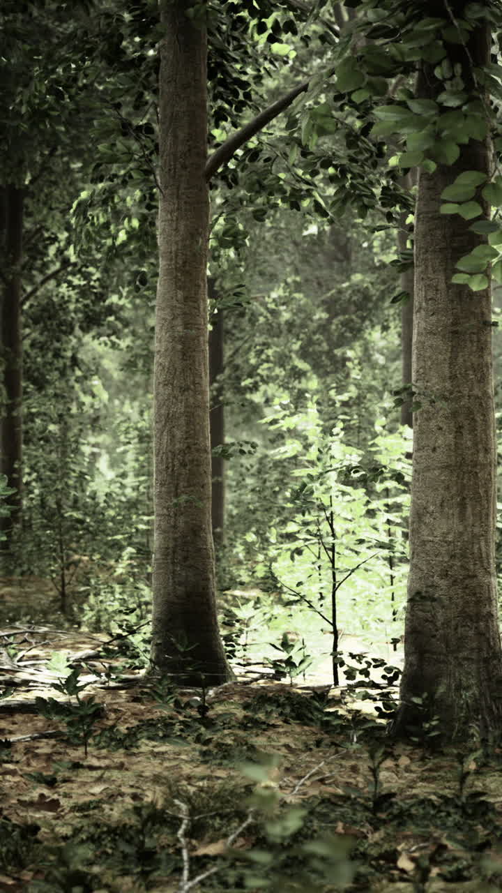 Mysterious sunlight beams illuminate a serene forest clearing during midday