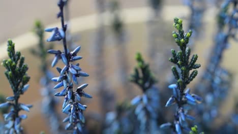 delicate blue flower in plant pot