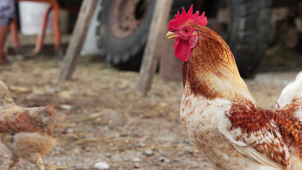 un pollo de gallo en el patio de un pueblo durante el día