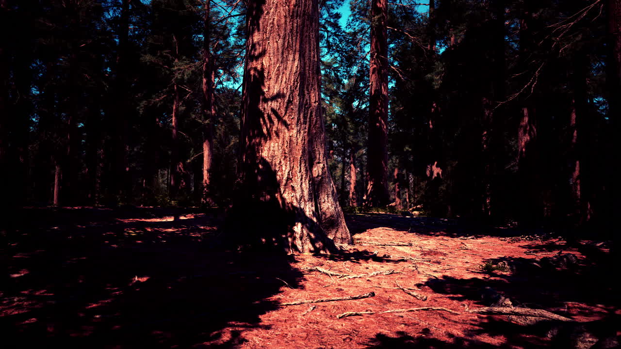 Luce solare nella foresta oscura