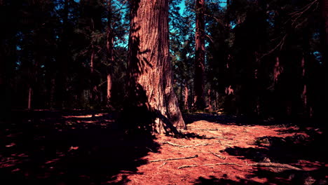 dark forest sunlight