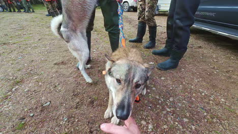 un perro en una correa se da la mano con un extraño