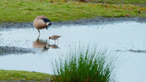 Giant-Canada-goose-scratching-itself-on-lake-shore,-godwit-grazing-by