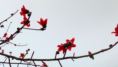 red flowers with leafless branches