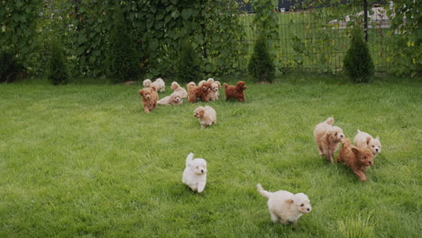 a group of cute maltipu puppies run through the green grass