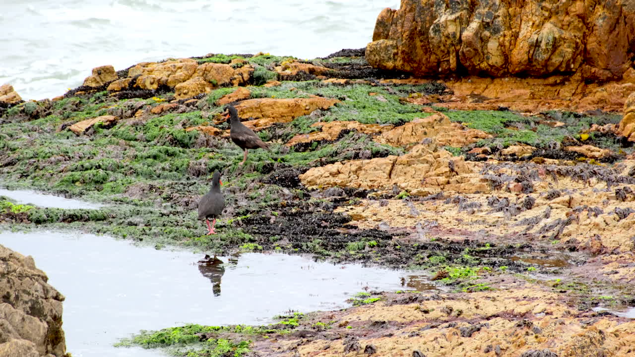 Reflection of African oystercatcher reflection in rock pool of Overstrand coast