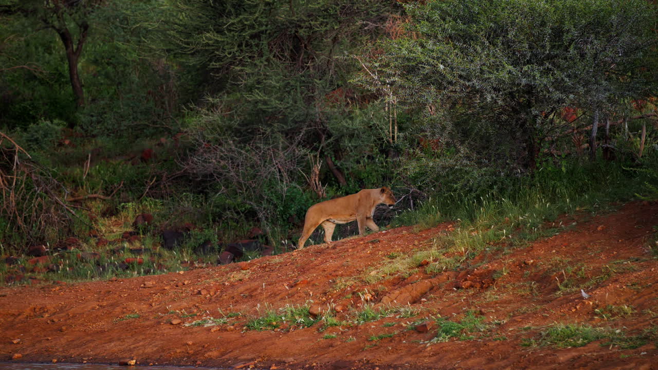 Leonessa che cammina lungo la riva del fiume nella savana africana