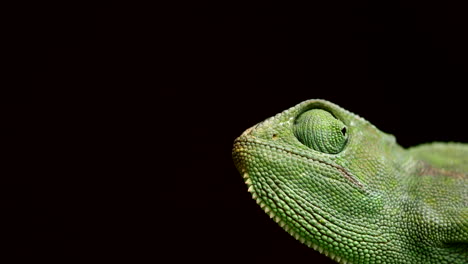 detailed profile view of green chameleon with textured skin on black background