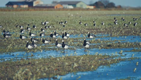 a flock of migrating wild geese resting around the puddles on the flooded meadow