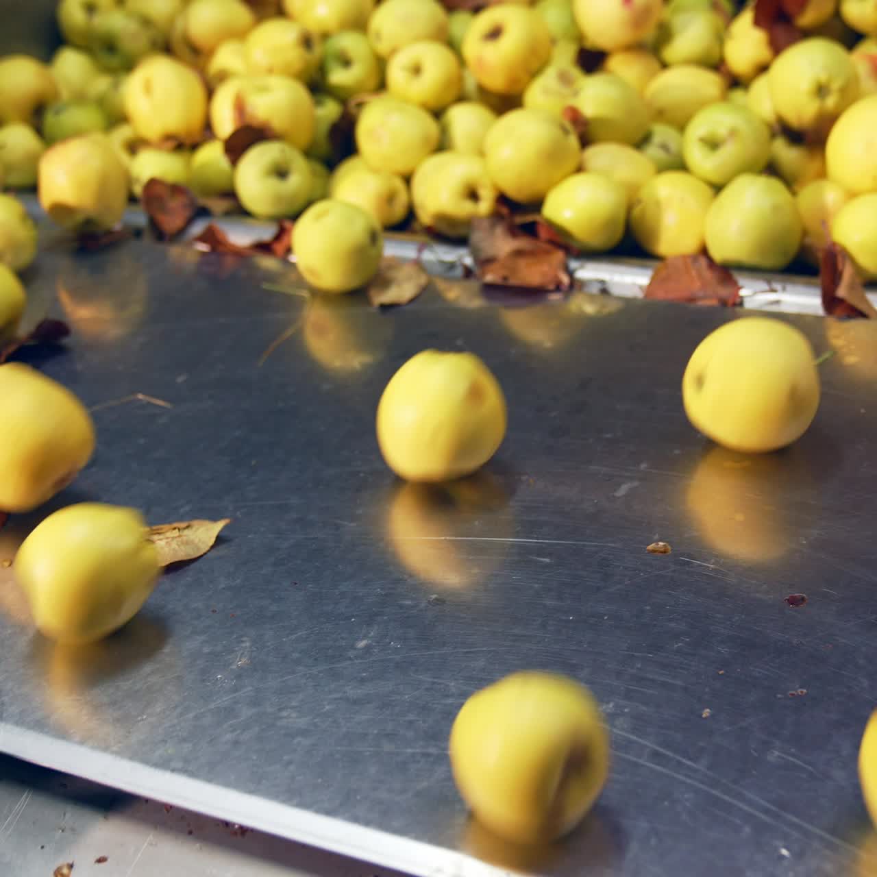 Yellow ripe apples uploaded from a box. Unwashed fruit together with dry leaves being prepared for processing
