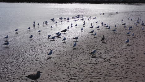 a-low-dollys-forward-towards-seagulls-on-the-shore