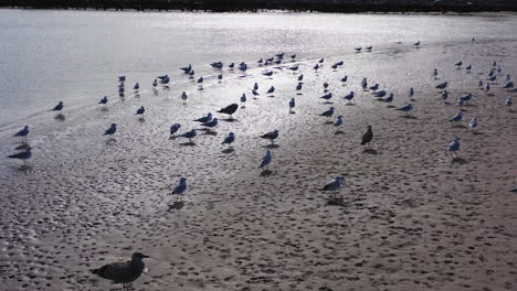 una plataforma rodante baja avanza hacia las gaviotas en la orilla
