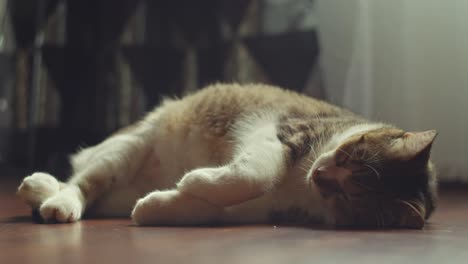 cat sleeping on the floor