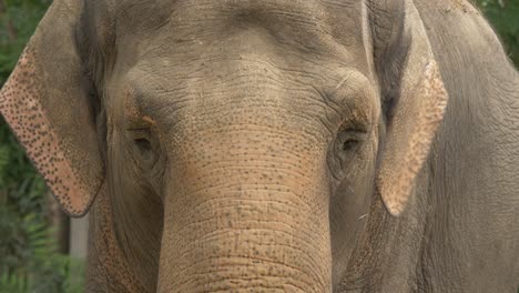 Aggressiver-Asiatischer-Elefant,-Der-Direkt-Auf-Die-Kamera-Schaut-Und-Mit-Den-Ohren-Flattert