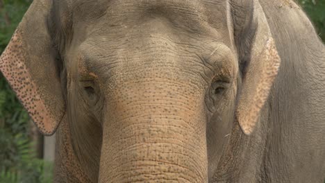 aggressive asian elephant looking straight towards the camera and flapping its ears