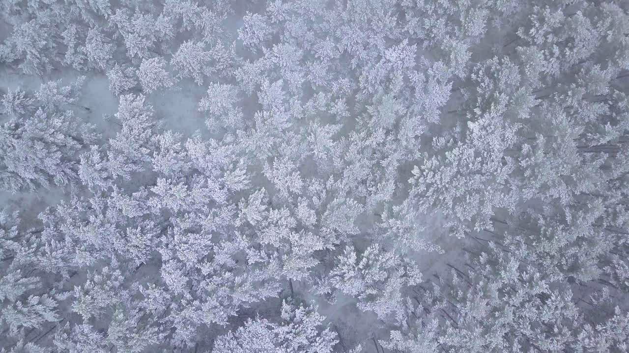 bellissime riprese aeree a volo d'uccello di alberi coperti di neve, neve leggera che cade, foresta di pini del bosco nordico, costa del mar baltico, ampio colpo di drone che avanza