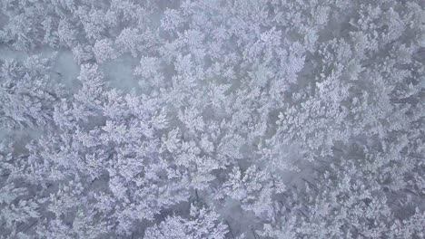 beautiful aerial birdseye footage of trees covered with snow, light snow falling, nordic woodland pine tree forest, baltic sea coast, wide drone shot moving forward