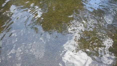 Frische-Fische-Aus-Dem-Heimatland-Schwimmen-Um-Flaches-Süßwasser-Herum,-Grünliches-Wasser-Fließt-Langsam-Und-Marmorsteine-Im-Unteren-Hintergrund