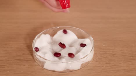a hand waters seeds on cotton wool in a petri dish, initiating a plant growth experiment under controlled conditions