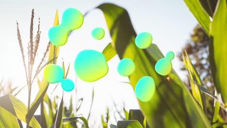 animation of glowing blobs over corn field